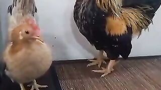 cute chicken 2