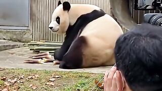 THE SADDEST PANDA EVER! Fu Bao Crying Will Break Your Heart