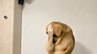 Dogi Dance