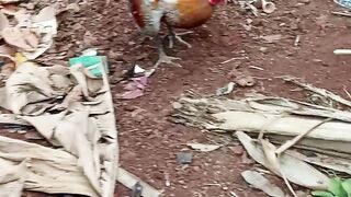 mengasuh ayam kesayangan🤗