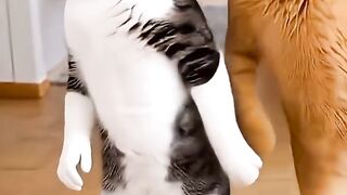 Cat dance DJ