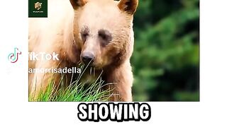 Wild life of Bears