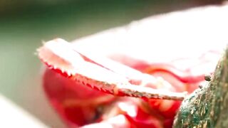 Christmas Island Red Crabs Under Attack