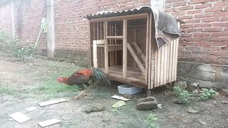 Fighting Cock 2