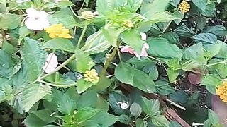 Domingo de manhã olhando meu jardim