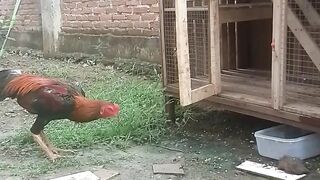 Fighting Cock 3