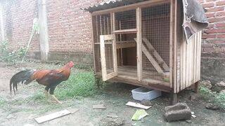 Fighting Cock 4