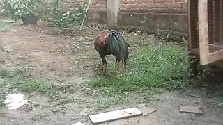 Fighting Cock 5