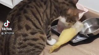 The cat is eating 2