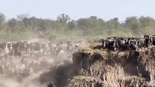 A mountain goat crossing a river