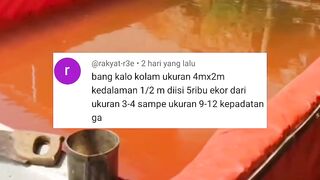 Berikut ukuran kolam dan jumlah tebar bibit disegmen pendederan