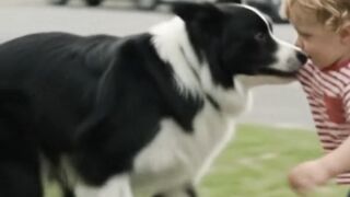 🐶❤️ Cachorro salva criança no último segundo!