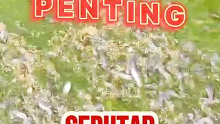 Tips Penting seputar pembibitan lele
