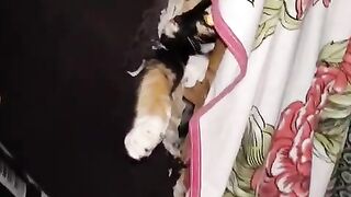 Gatinhos aprontando 🤣🤣🤣