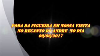 565 ) - PODA DA FIGUEIRA EM  BOITUVA SP