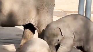 Happy baby elephant