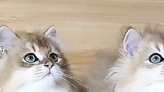 Double the Fluff, Double the Cute!