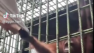 Angry monkey 3