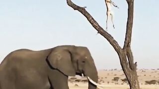 The Elephant, the Helper