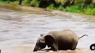 A baby elephant was swept away by the current.