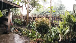 Hujan deras di kebun kecil belakang