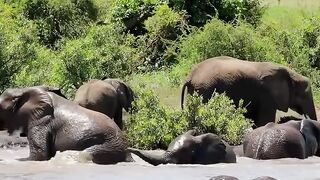 The roar of a wild male elephant