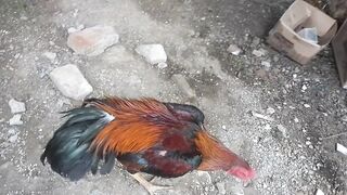 Fighting Cock 7