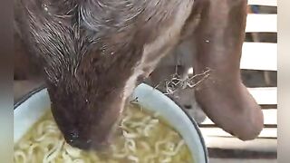 Goats eat instant noodles
