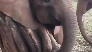 An elephant is scratching its neck against a tree to relieve the itch...