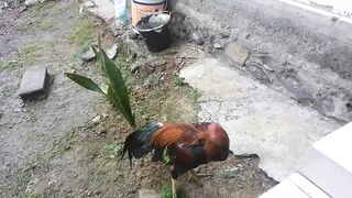 Fighting Cock 8