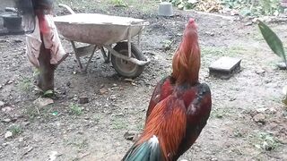 Fighting Cock 9