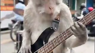 Busking at the monkey market
