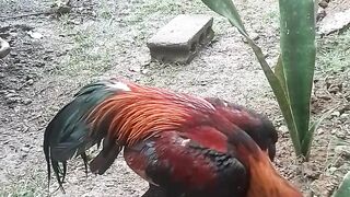Fighting Cock 10