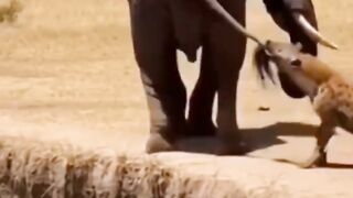The elephant kicked Haena, sending her tumbling into the ravine.