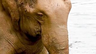 a herd of wild elephants