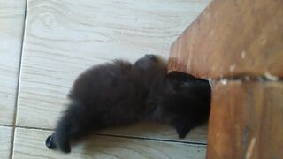 baby cat 3