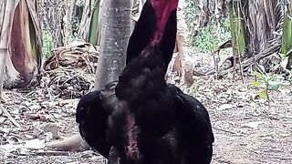 3 foto ayam kesayangan🥰