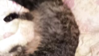 Gato preguiçoso