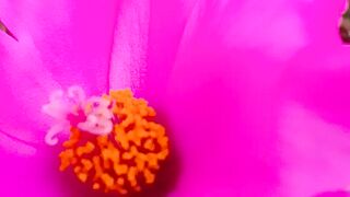 Pinky flower has bloom in my garden