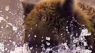 A bear foraging for food