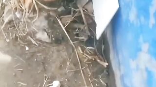 🐱💔 Cat Trapped in Wet Concrete — A Desperate Rescue!