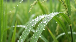 Rain Over the Rice Fields | Peaceful Rain Sounds for Sleep and Relaxation