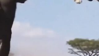 The king of the jungle was rammed by a bull.