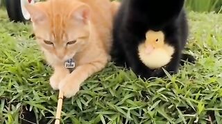 Black Cat and Duckling Share the Cutest Moment Together 🐈‍⬛🦆