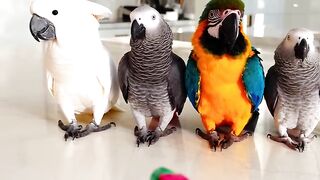 beautiful birds 4