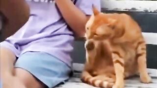 Funny Cat Reaction That Will Make You Laugh 😂🐱
