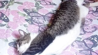 VEJÁ MEU GATO BRAIA ADAS