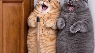When the Door Makes a Sound 😂🐱
