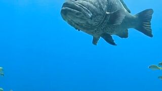 Something HUGE Was Watching the Diver… 😳🌊
