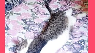 VEJÁ GATO LINDO E FOLGADO